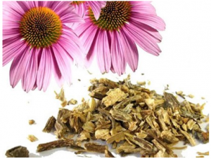 ameriški slamnik proti prehladu