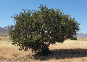 arganovo olje