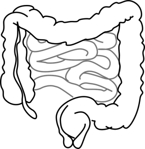 intestines-293929_960_720