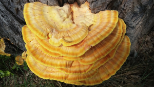 reishi