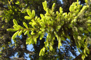 sirup-smrekovi-vrsicki