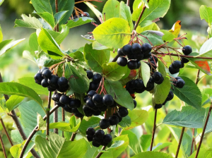 aronija