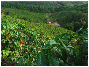 MSM in guarana