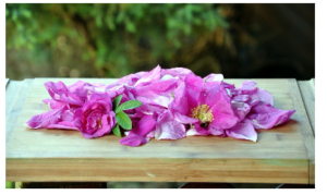 divje rastline kulinarika