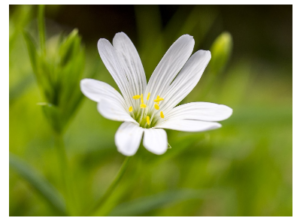 kulinarika divji dodatki